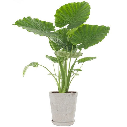 Alocasia California - www.Greenie.ae Buy online Best and Healthy Plants and quality products guarantee in Dubai Plants Shop in Dubai Abu Dhabi all over UAE Plants near me Fresh Plants in Dubai where to buy plants in UAE - Greenie.ae