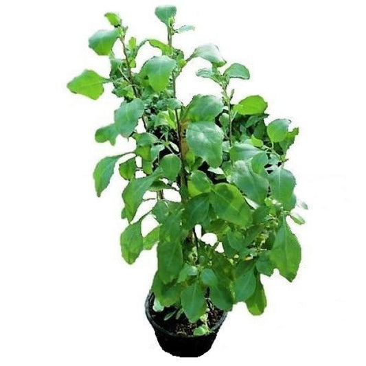 Atriplex semibaccata, Salt Bush