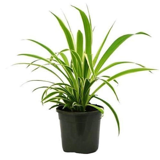 Dianella Tasmanica, Variegata, Tasman Flax-lily