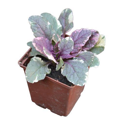 Ajuga Reptans, Bugleherb (small)