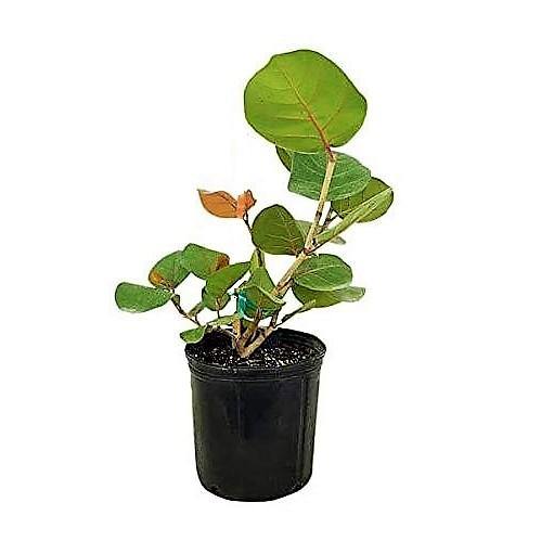 Coccoloba uvifera, Sea Grape