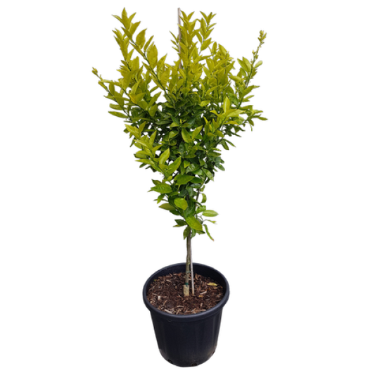 Mandarin Plant , Kinnow Orange tree