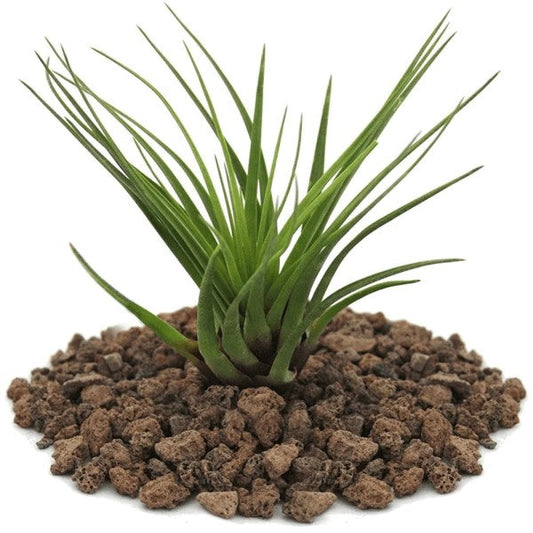 Tillandsia Air Plant Stunning Indoor Decor