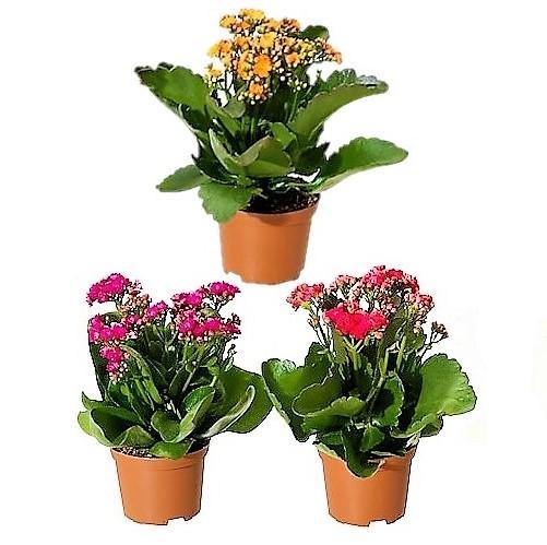 Kalanchoe blossifeldiana, Flaming Katy, Christmas , outdoor
