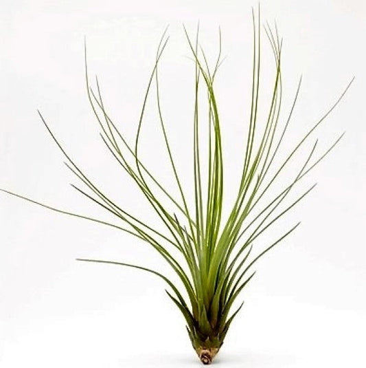 Tillandsia Juncifolia Rare Stunning Indoor Plant