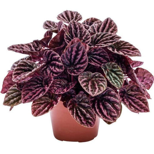 Peperomia Red Luna Indoor Hanging Plant
