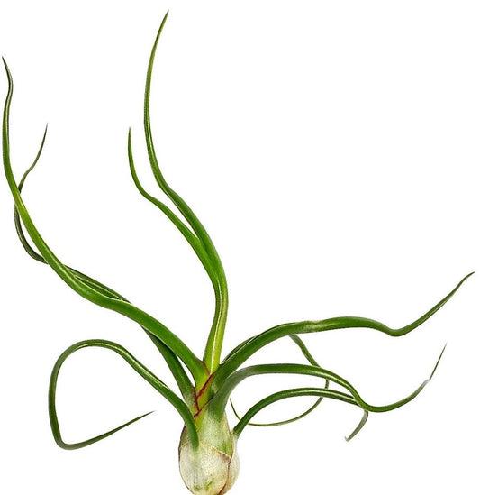 Tillandsia Bulbosa Air indoor Plant