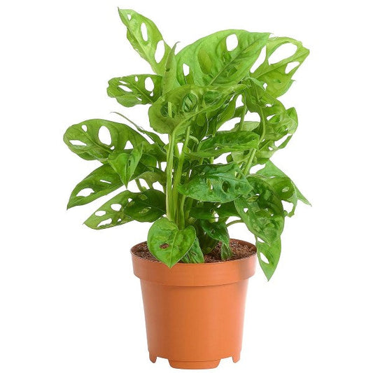 Monstera Adansonii Swiss Cheese Indoor Plant