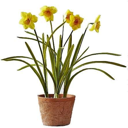 Daffodil  Narcissus Indoor Flowering Plant