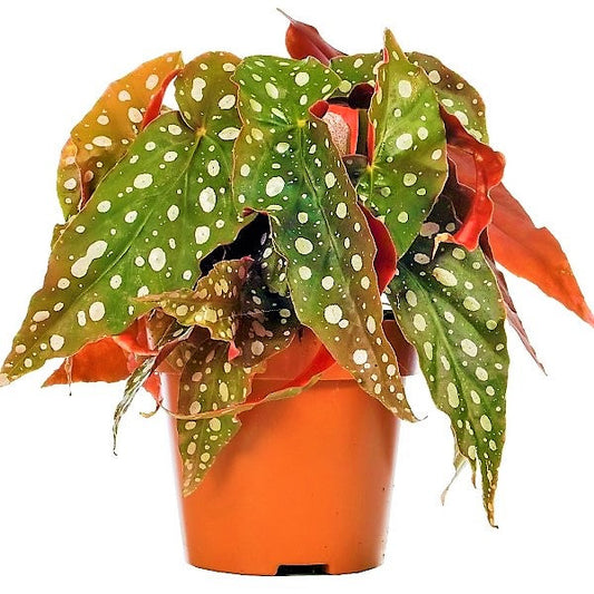 Polka Dot Begonia Maculata Indoor Beauty