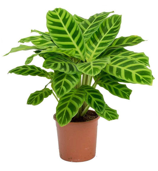 Zebra Calathea Zebrina Indoor Lush Plant