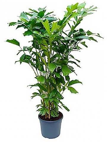 Caryota Mitis Fishtail Palm Indoor Plant