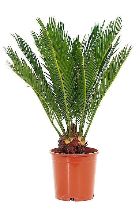 Cycas Revoluta Sago Palm Fern Indoor Houseplant