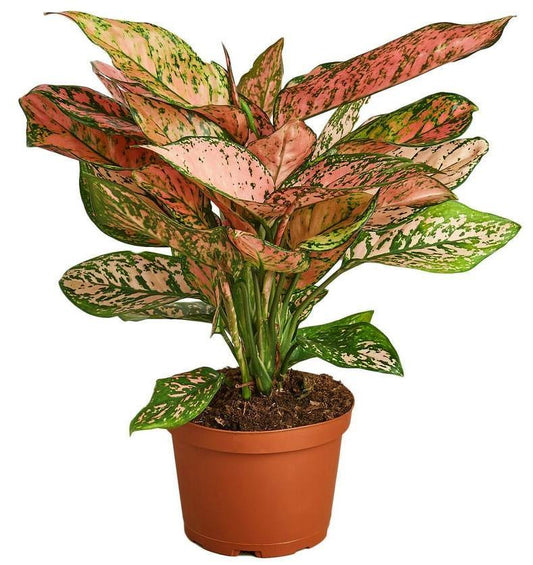 Aglaonema sp Lady Valentine Pink & Green Indoor Plant
