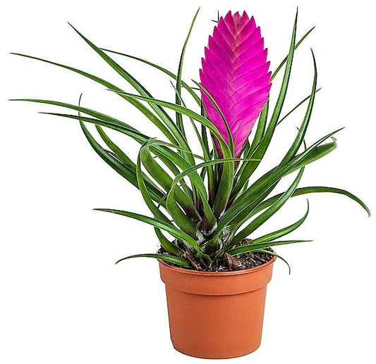 Pink Quill Tillandsia Cyanea Indoor Plant