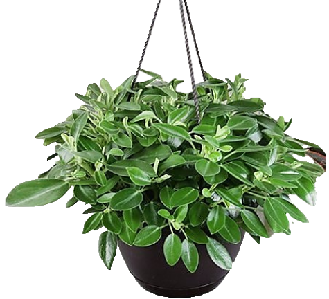 Green Leaf Peperomia Angulata Indoor Plant