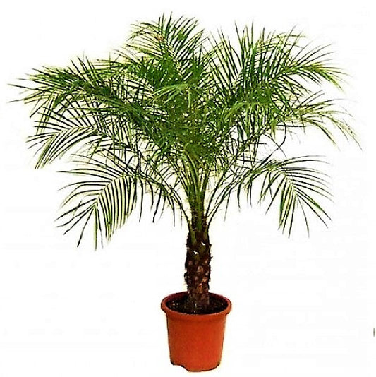 Phoenix Roebelenii Miniature Date Palm Indoor Plant