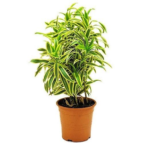 Dracaena Reflexa Pleomele Indoor Plant