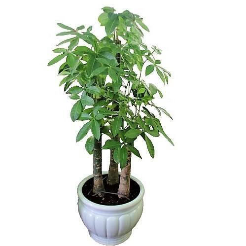 Pachira Aquatica Money Tree Triple Trunk Indoor Plant