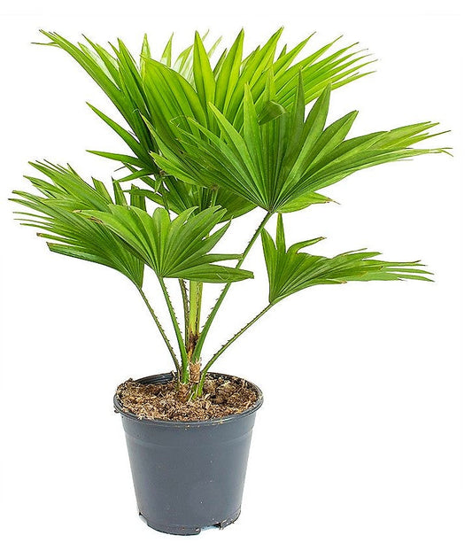 Livistona Palm Footstool Indoor Fan Palm Plant