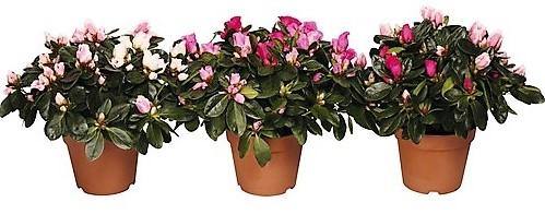 Azaleas Rhododendron Simsii Indoor Flowering Plant