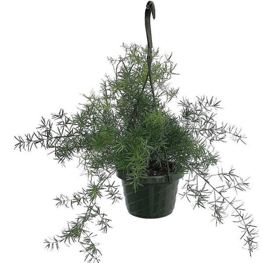 Asparagus Hanging Indoor Fern Plant