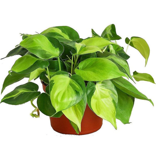 Philodendron Brasil Heartleaf Indoor Plant