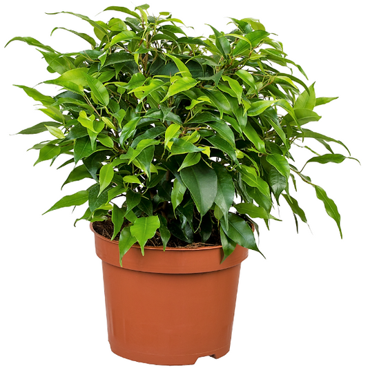 Ficus Benjamina Kinky Indoor Houseplant