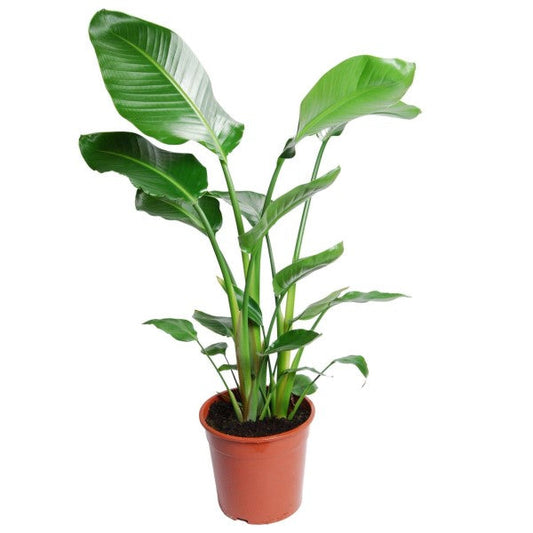 Bird of Paradise Strelitzia Nicolai Indoor Plant