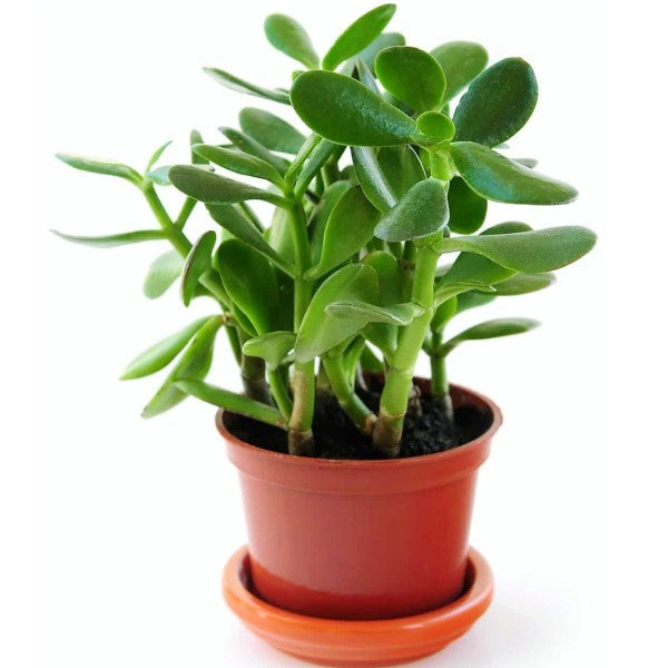 dollar jade plant Money Tree, Crassula ovata, Dollar Plant, Jade Plant, Jade Tree – Green  Plants