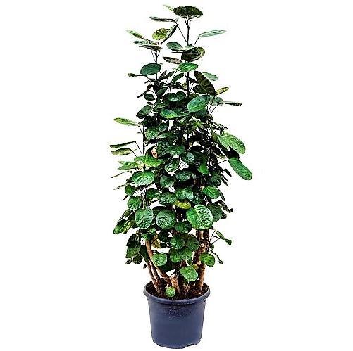 Aralia Fabian Polyscias Indoor Foliage Plant