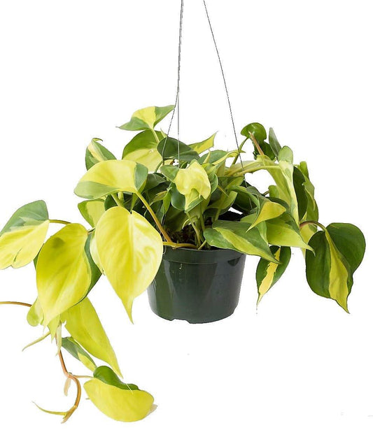 Philodendron Brasil - www.Greenie.ae Buy online Best and Healthy Plants and quality products guarantee in Dubai Plants Shop in Dubai Abu Dhabi all over UAE Plants near me Fresh Plants in Dubai where to buy plants in UAE - Greenie.ae