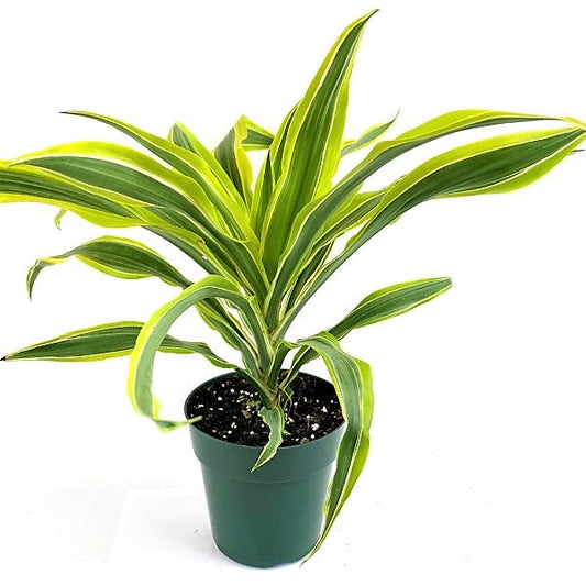 Dracaena Deremensis Warneckii Small Indoor Plant