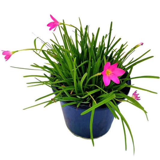 Rain Lily, Zephyr Lily, Zephyranthes Grandiflora, Lilly