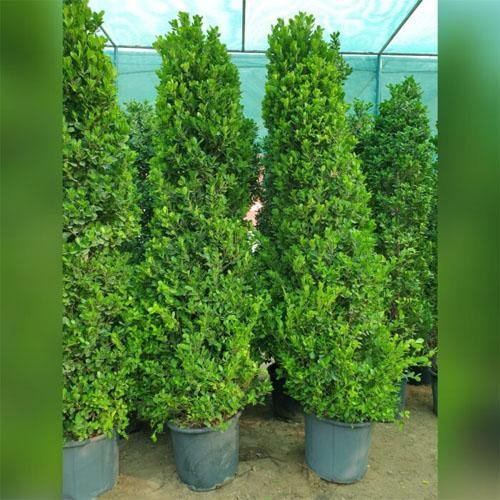 Ficus Diversifolia, Ficus Panda - Cone Shape