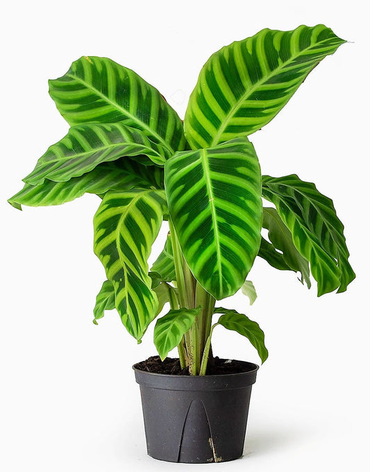 Zebra Calathea Zebrina Indoor Lush Plant