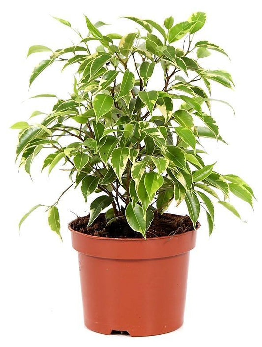 Ficus Benjamina Kinky Indoor Houseplant