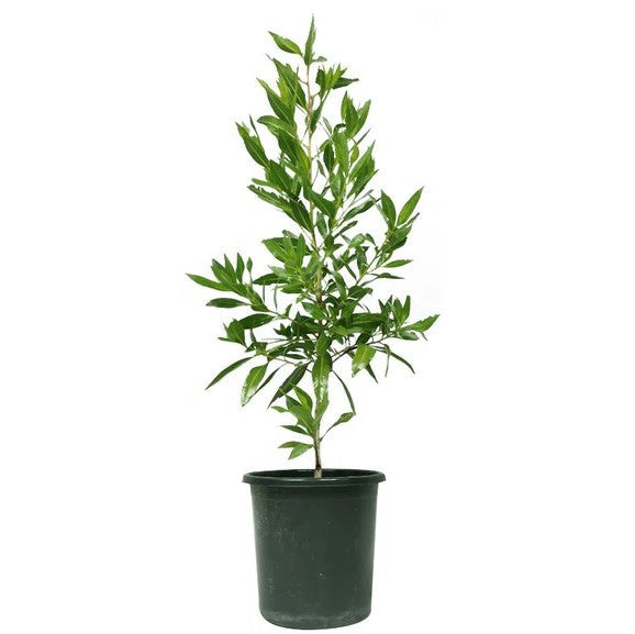 Damas tree, Conocarpus erectus