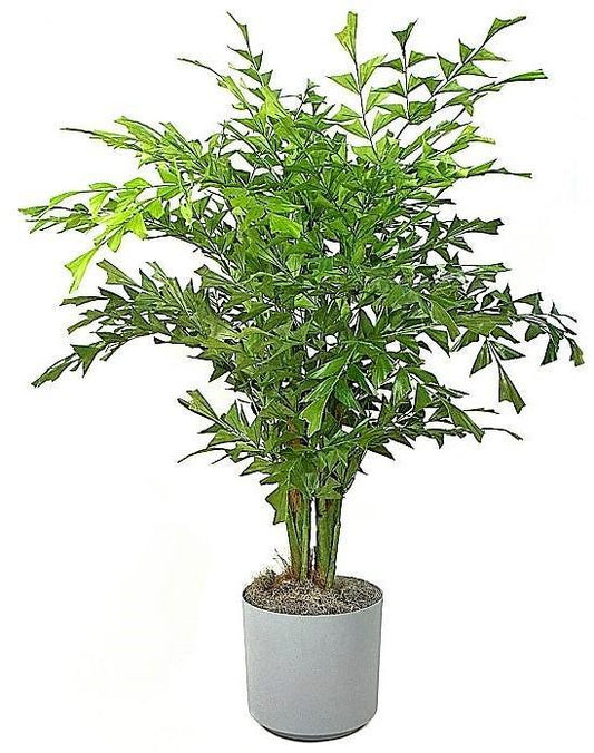 Caryota Mitis Fishtail Palm Indoor Plant