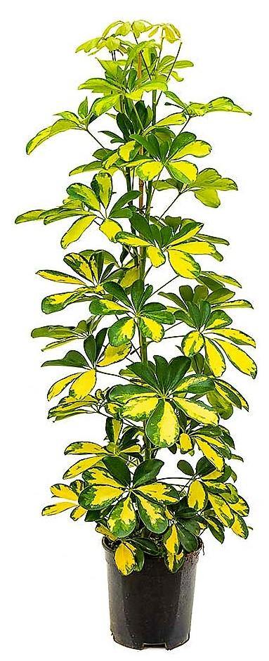 Schefflera Arboricola, Gold Capella,  Dwarf Umbrella Tree