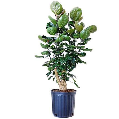 Aralia Fabian Polyscias Indoor Foliage Plant