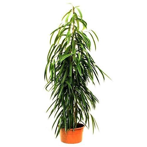Ficus Amstel Queen Indoor Tropical plant