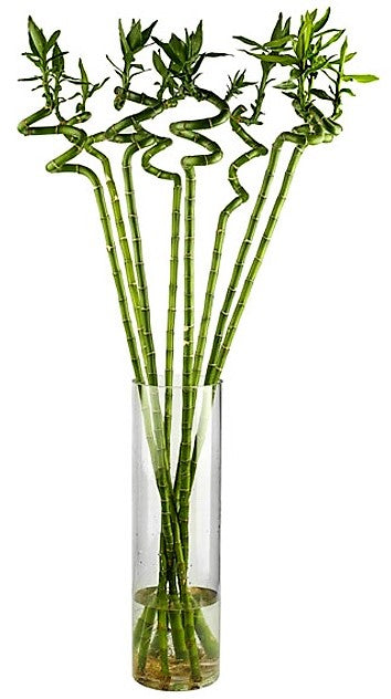 Lucky Bamboo Sticks, Dracaena Sanderiana