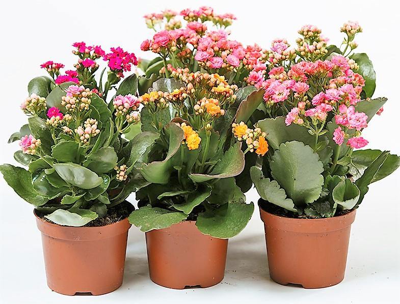 Flaming Katy, Kalanchoe blossfeldiana, indoor