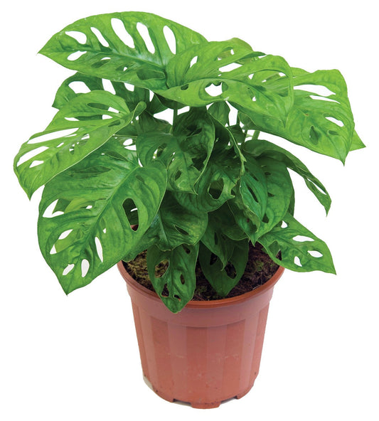 Monstera Adansonii, Swiss Cheese Plant - www.Greenie.ae Buy online Best and Healthy Plants and quality products guarantee in Dubai Plants Shop in Dubai Abu Dhabi all over UAE Plants near me Fresh Plants in Dubai where to buy plants in UAE - Greenie.ae