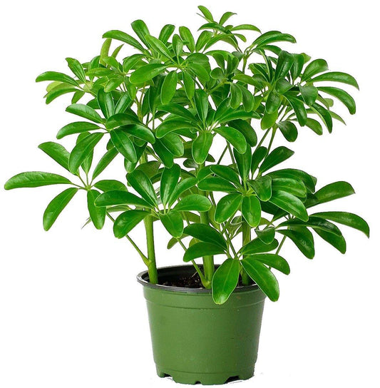 Schefflera Arboricola Dwarf Umbrella Indoor plant