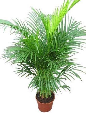 Areca Palm Chrysalidocarpus Lutescens Indoor Plant