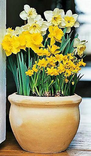 Daffodil  Narcissus Indoor Flowering Plant