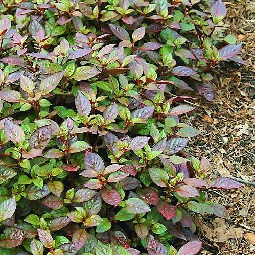 Alternanthera Red, Red Sessile, Joyweed (small)