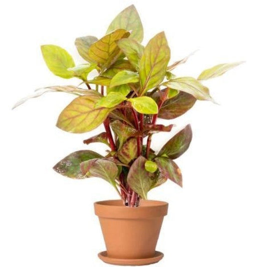 Alternanthera Red, Red Sessile, Joyweed (small)